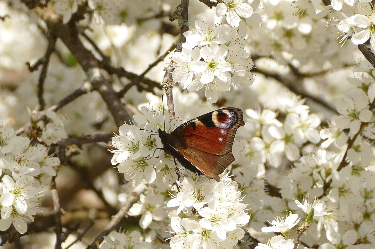 Nützlingsschonender Pflanzenschutz